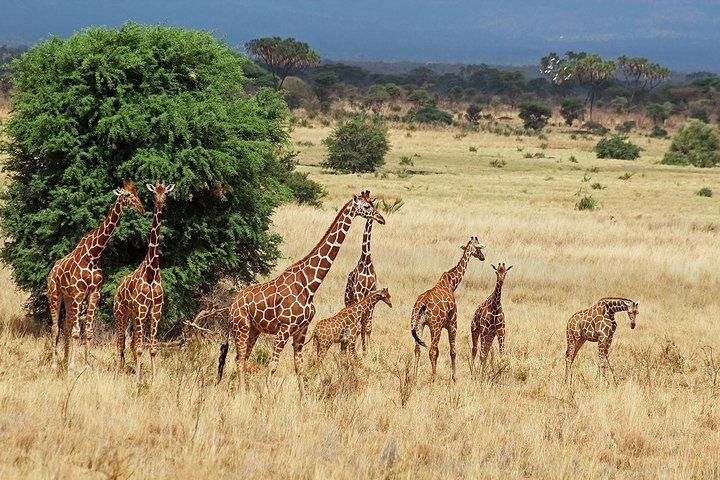 4 jours Aberdare, lac Nakuru, lac Naivasha Safari (minimum 2 personnes)