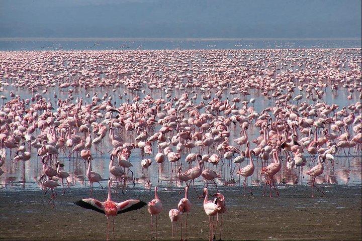 4 jours Aberdare, lac Nakuru, lac Naivasha Safari (minimum 2 personnes)