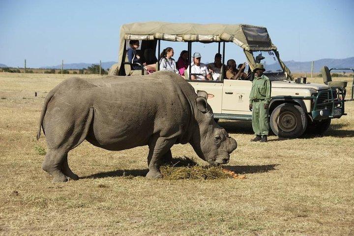 2 giorni 1 notte Olpajeta Conservancy - Ngare Ndare Forest (minimo 2 persone)