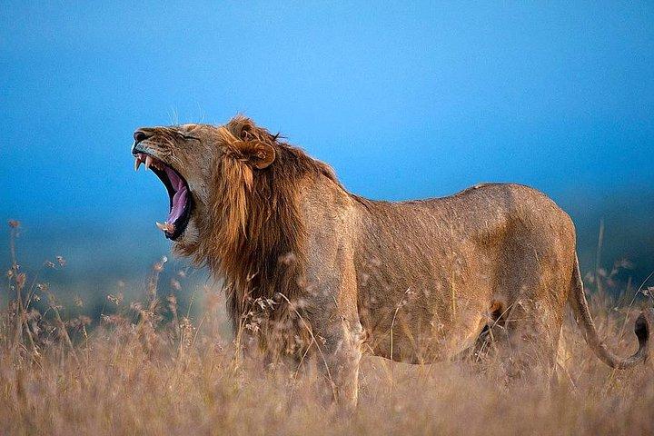 2 Days 1 night Olpajeta Conservancy - Ngare Ndare Forest (Minimum 2 Persons)