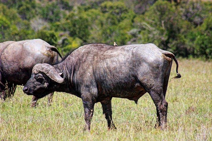 2 Days 1 night Olpajeta Conservancy - Ngare Ndare Forest (Minimum 2 Persons)