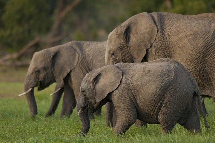 2 Days 1 night Olpajeta Conservancy - Ngare Ndare Forest (Minimum 2 Persons)