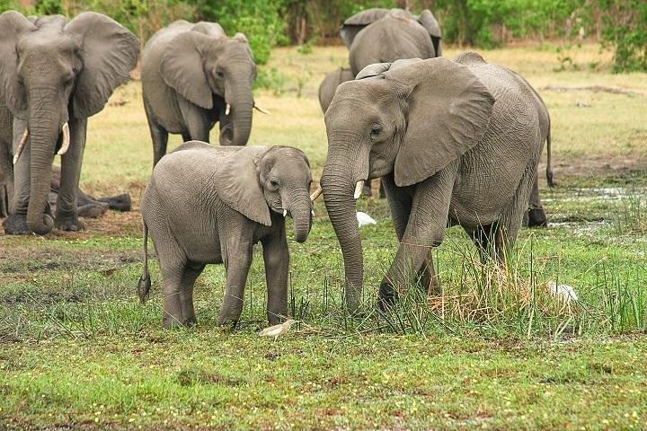 4 Días 3 Noches - Cráter Ngorongoro y Serengeti