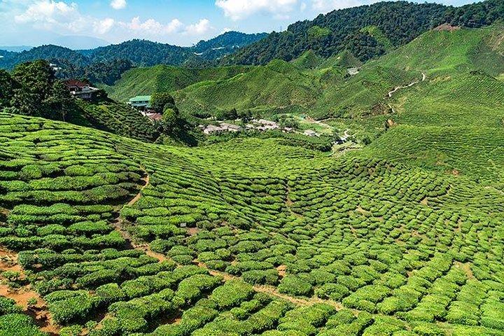 Tagesausflug in die Cameron Highlands ab Kuala Lumpur, privat organisiert