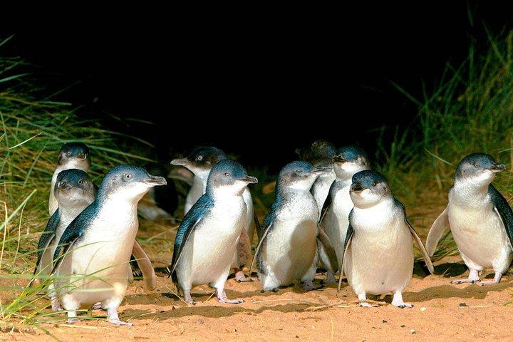 Aventure privée avec les pingouins de Phillip Island