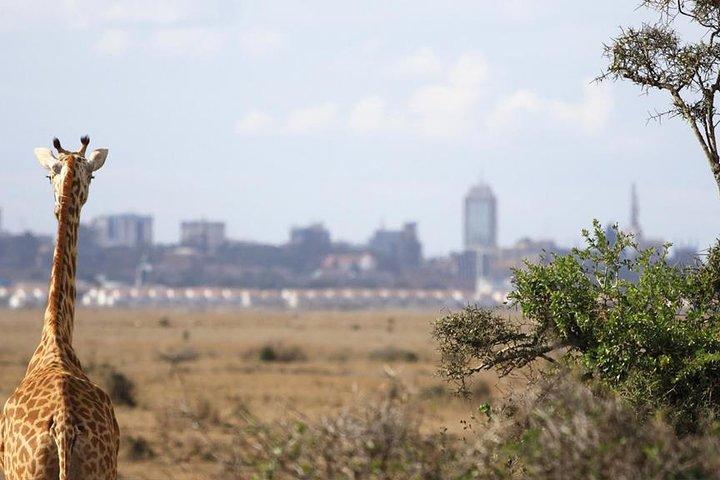 Halv dag Nairobi nationalpark