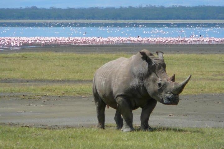 Day trip to lake Nakuru national park