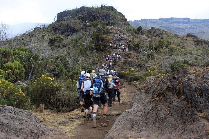 Excursión de un día a Kilimanjaro Caminata a Mandara Hut