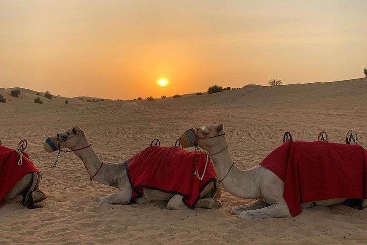 Arabische nachtsafari met kameelrit, zandplank, barbecue en liveshows