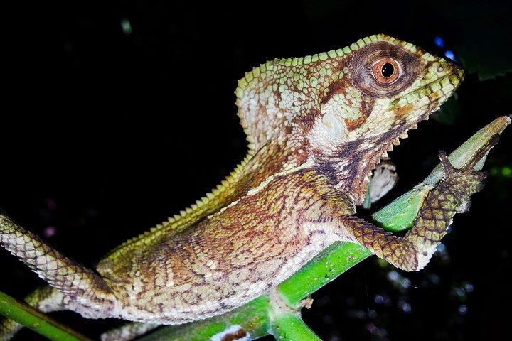 Jungle Night Tour Manuel Antonio
