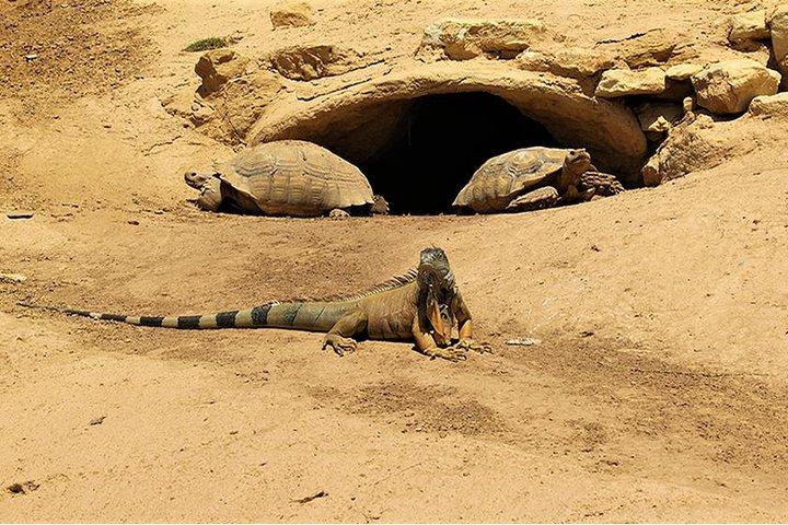 Effortless Agadir Crocoparc Ticket and Transfer Service