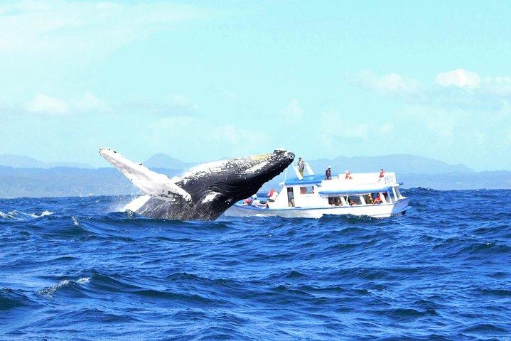 Samana Tours (With Whales) Ganztagesausflug! All-inclusive-Tour!