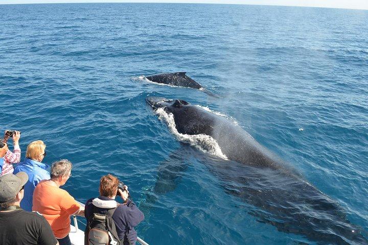 Samana Tours (With Whales) Ganztagesausflug! All-inclusive-Tour!