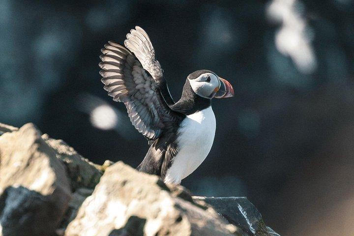 HusavikからのSkjálfandi湾周辺のクジラとツノメドリウォッチング