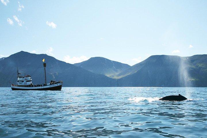 Avistamiento de ballenas y frailecillos alrededor de la bahía de Skjálfandi desde Husavik