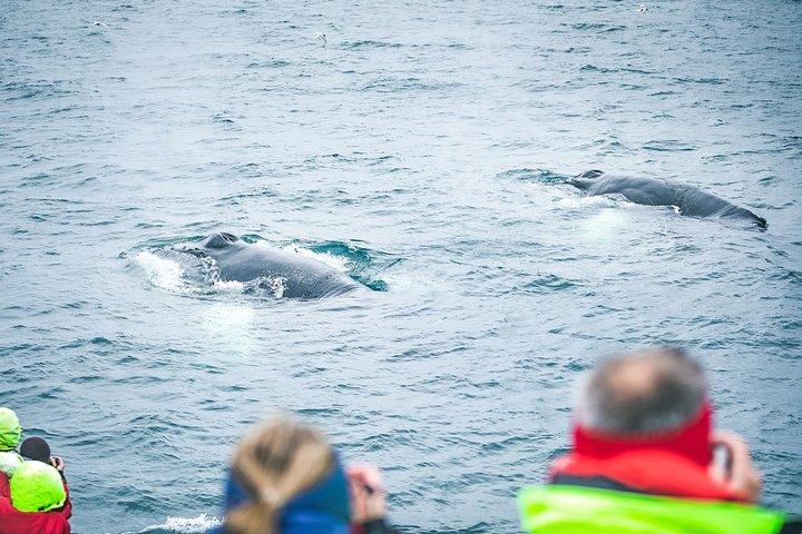 HusavikからのSkjálfandi湾周辺のクジラとツノメドリウォッチング