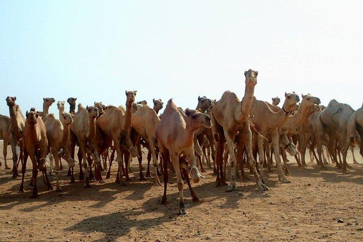 Tour di Shalateen da Marsa Alam