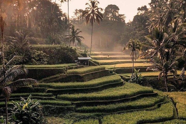 Le meilleur des cascades d'Ubud, de la terrasse de riz de Tegalalang et de la balançoire
