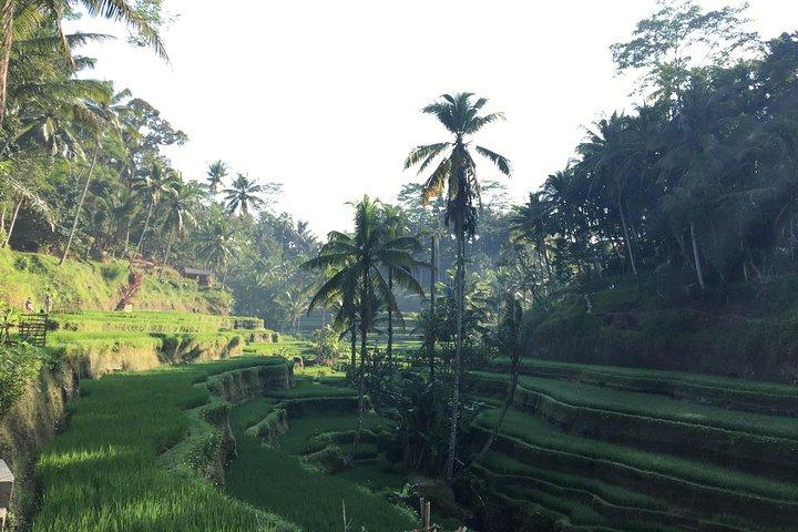 Le meilleur des cascades d'Ubud, de la terrasse de riz de Tegalalang et de la balançoire