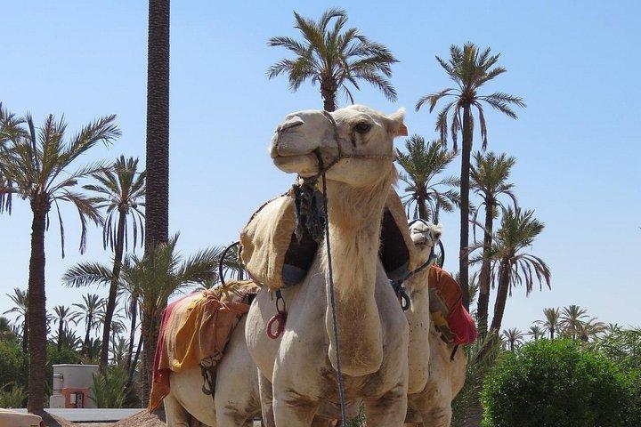 Camel Ride & Quad Cykling Halvdag i Marrakech