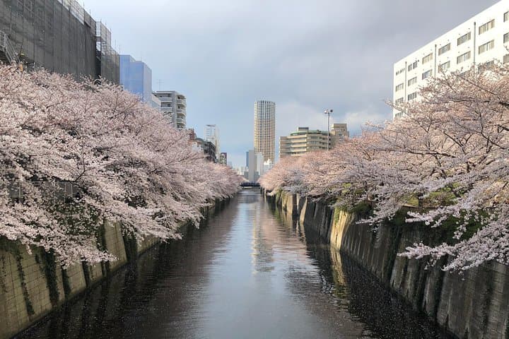 A Dreamy and Delicious Day in Tokyo