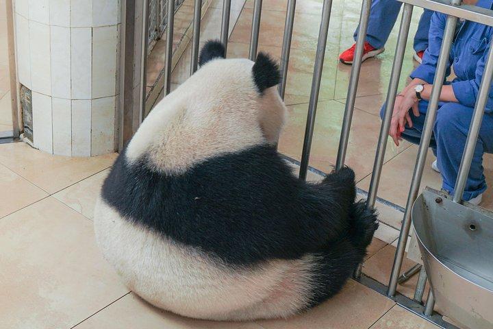 ベストパンダ基地でのより良いパンダボランティア体験 - WOLONG