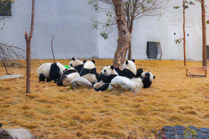 ベストパンダ基地でのより良いパンダボランティア体験 - WOLONG