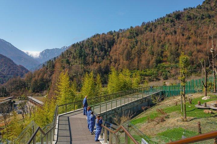 ベストパンダ基地でのより良いパンダボランティア体験 - WOLONG