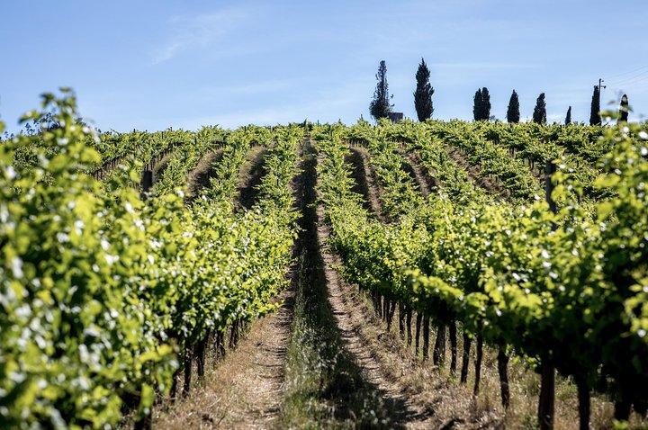 Weinprobe in Mafra (30 km von Lissabon) | Kloster von Mafra | Ericeira Village