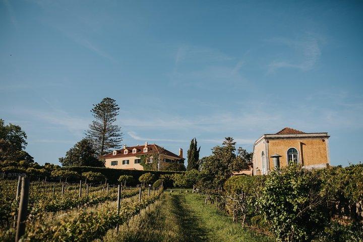 Weinprobe in Mafra (30 km von Lissabon) | Kloster von Mafra | Ericeira Village