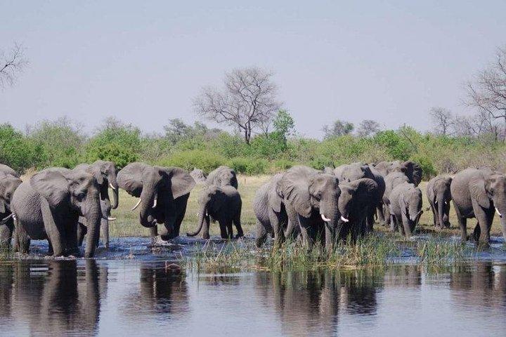 Chobe Full Day Safari Trip
