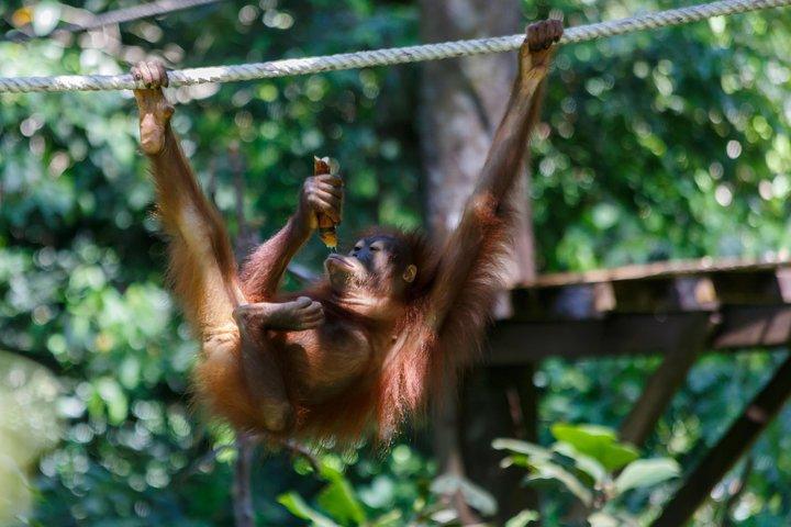 Excursion d'une journée Sepilok Orang Utan & Proboscis Monkey (Vol exclu)