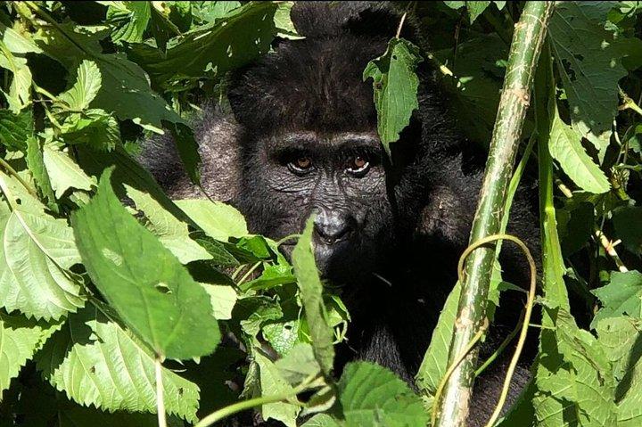 Safari de 12 dias com preços acessíveis para gorilas e primatas em Uganda