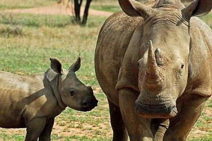 1 dag Olpajeta Conservancy Från Nairobi (minimum 2 Pax)