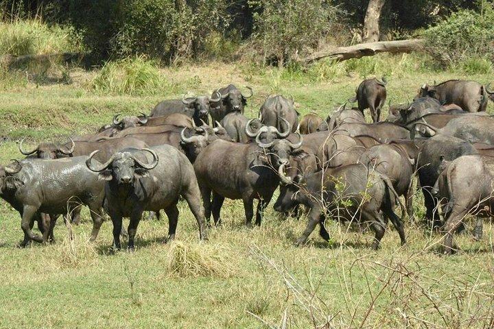 Chobe Day Trip