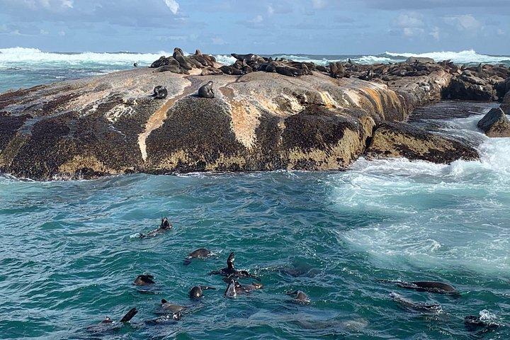 喜望峰、テーブル マウンテン、ペンギン ケープタウンからのプライベート ツアー