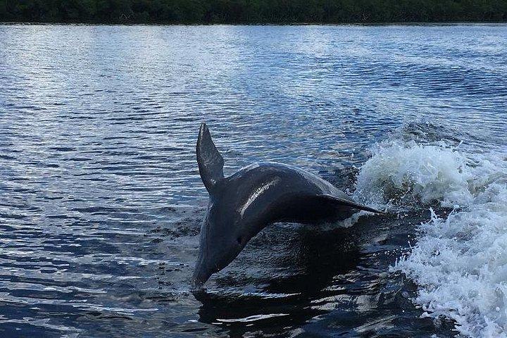Dolphin Tours - Fort Myers Beach / Naples