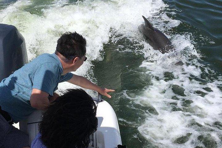 Dolphin Tours - Fort Myers Beach / Naples