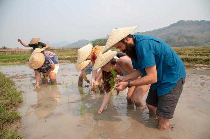 Experiência de cultivo de arroz em terra viva