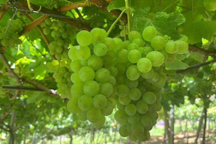 Wines Tasting Experience and Skywalk with Dolphin Watching