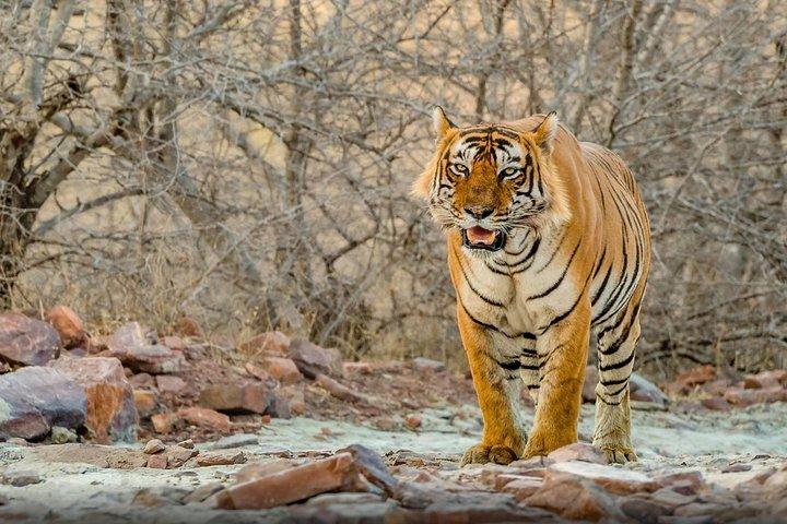 6 jours Triangle d'or Tour Avec Ranthambore {Taj ,Tigers & Plus}