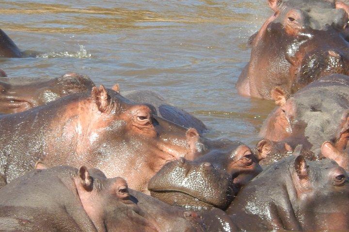 ナイバシャ湖を経由するナクル湖国立公園デイツアー