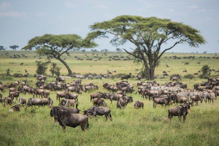 6 días 5 noches de safari en los Parques Nacionales Ngorongoro, Serengeti y Tarangire