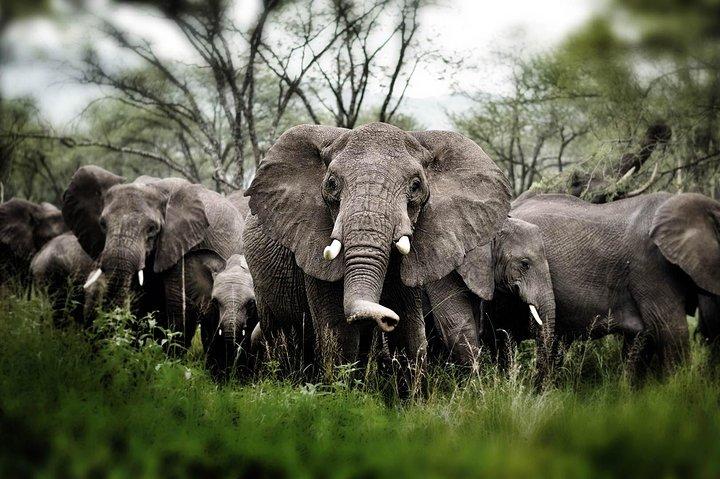 6 días 5 noches de safari en los Parques Nacionales Ngorongoro, Serengeti y Tarangire