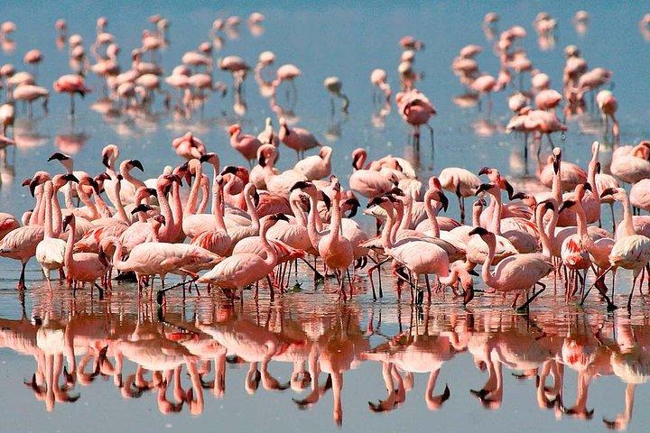 6 días 5 noches de safari en los Parques Nacionales Ngorongoro, Serengeti y Tarangire