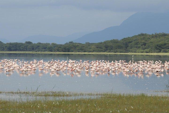 6 días 5 noches de safari en los Parques Nacionales Ngorongoro, Serengeti y Tarangire