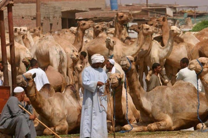 Cairo Unusual Day Tour Visit Camel Market in Birqash