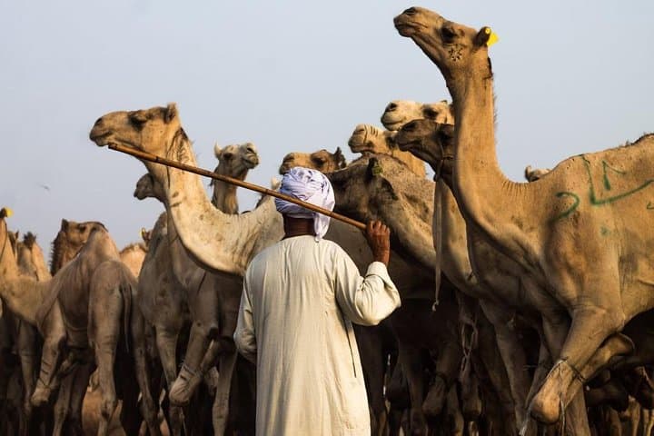 Cairo Unusual Day Tour Visit Camel Market in Birqash