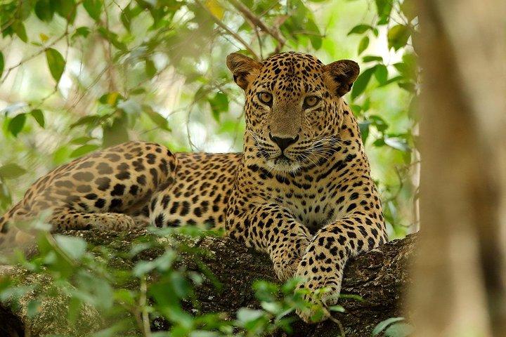 Safari privato del Parco Nazionale di Yala (All Inclusive) da Mirissa