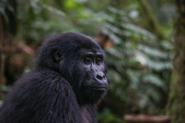 3-dages Rwanda Gorilla Safari